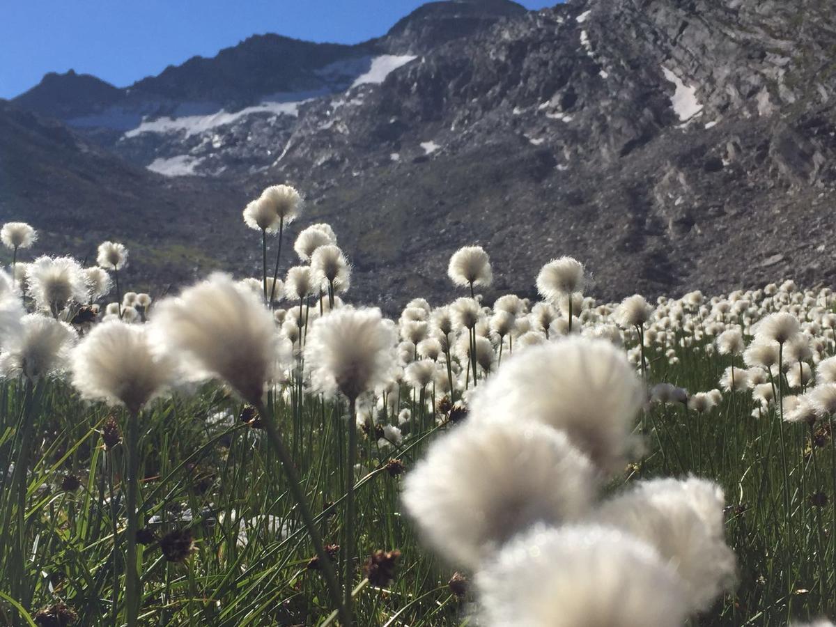 Ferienhaus Alea Saas-Grund Bagian luar foto